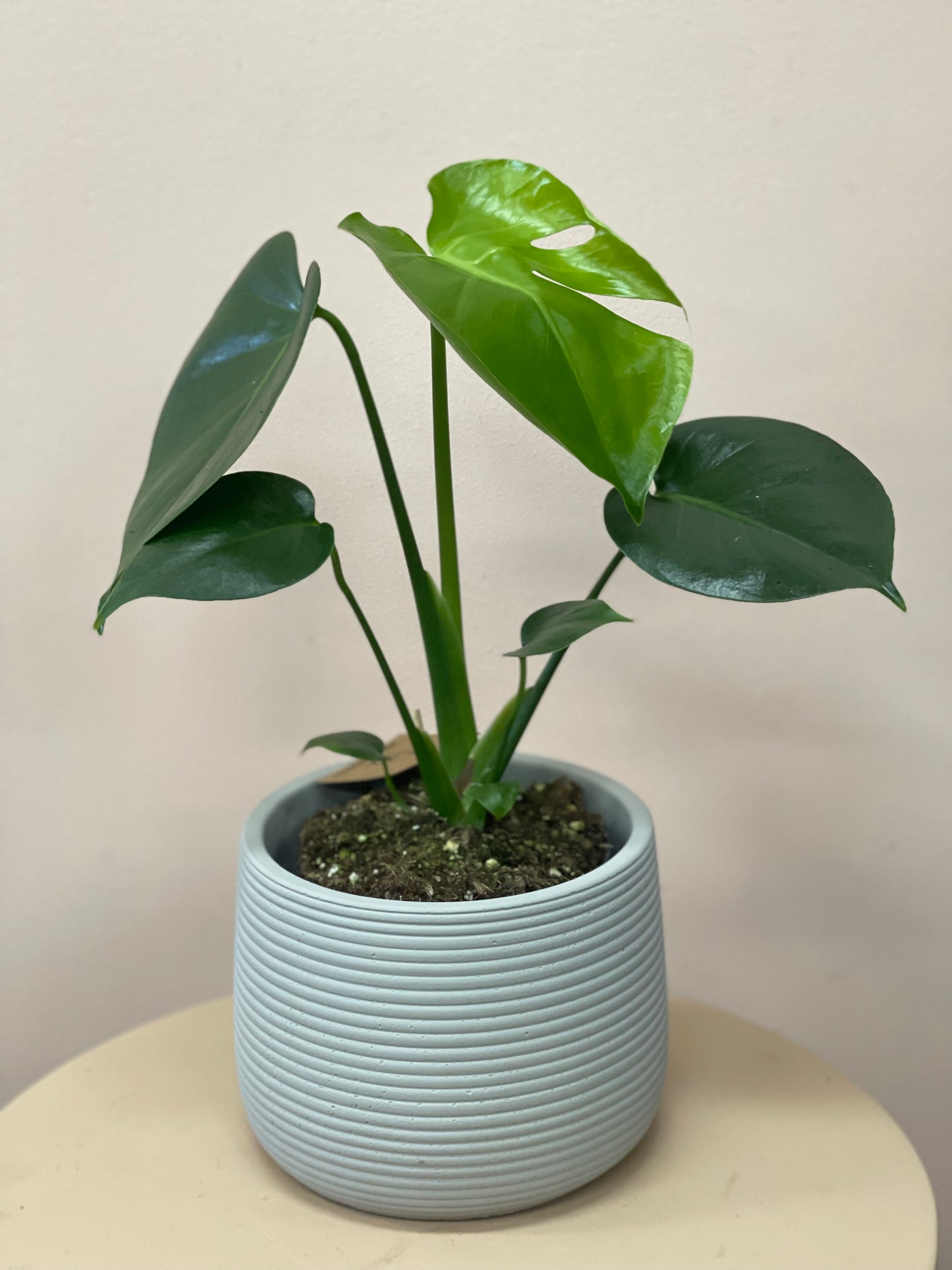 Mini monstera plant