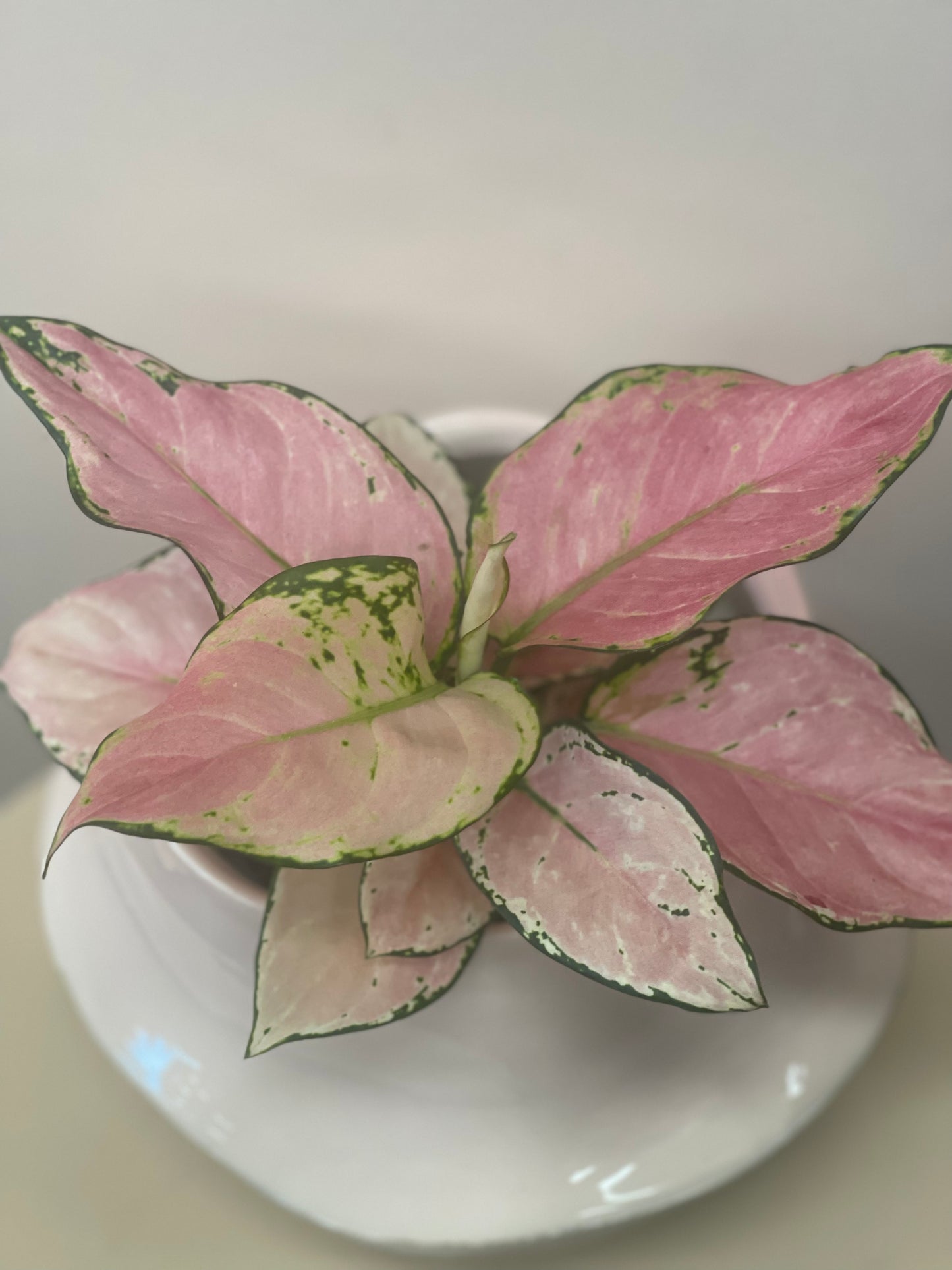 Aglaonema