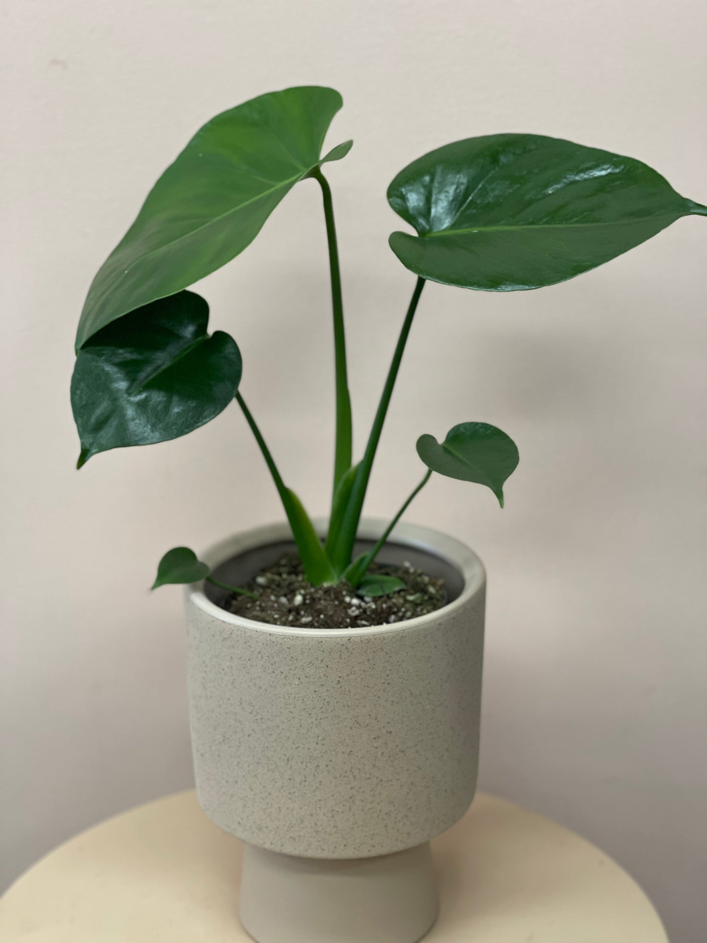 Mini monstera plant